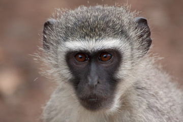 Vervet monkey face closeup