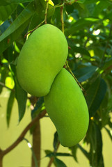 green mango on the tree