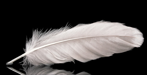 beautiful feather on black background