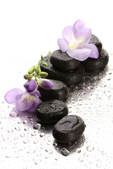 Spa stones and purple flower, on wet background
