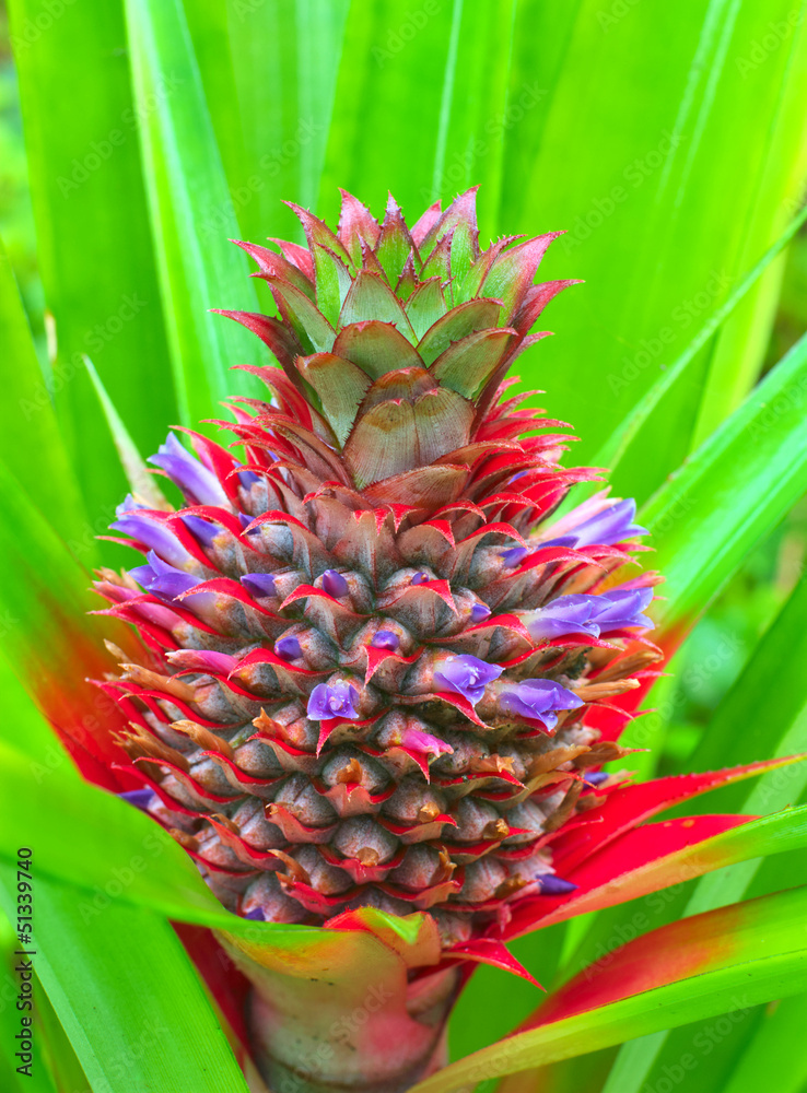 Wall mural fresh tropical pineapple