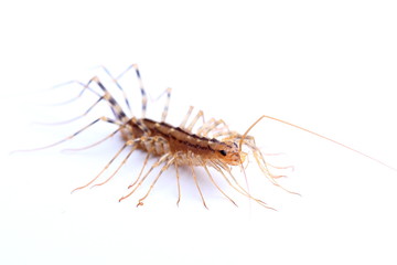 house centipede (Scutigera coleoptrata) isolated on white