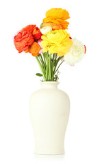 Ranunculus (persian buttercups) in vase, isolated on white