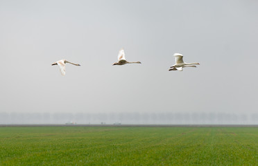 Swans flying over a field in spring
