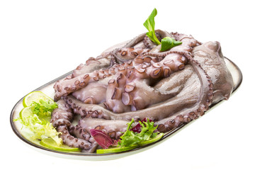 Raw large octopus