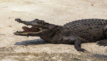 crocodile eat meat