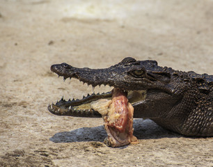 crocodile eat meat