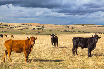 Beautiful landscape with cattle, Castilla y Leon, Spain