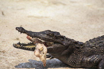 crocodile eat meat