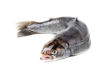 Fototapeta premium Salmon isolated on white background