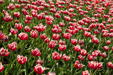 Tulips bed