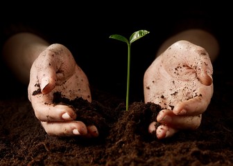 Hands with a little green plant