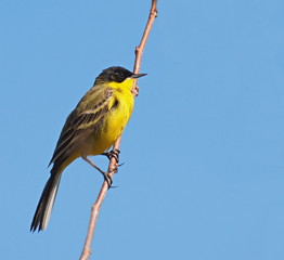 Yellow Wagtail,  Motacilla flava