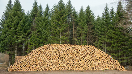 Stock de grumes