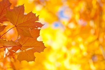 Herbstblätter (Spitzahorn), Lüneburger Heide, Niedersachsen, Deutschland, Europa