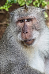 Portrait of the monkey in the Uluwatu