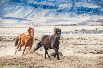 Galloping horse Iceland