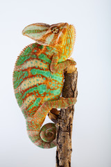 Yemen chameleon 