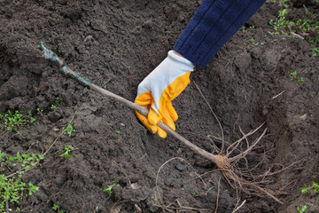 Farmer hand planting grape plant to hole in ground