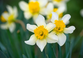 Narcissus in the garden