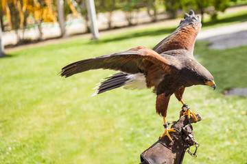Falconry