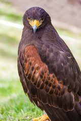 Staring falcon
