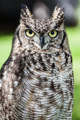 Owl