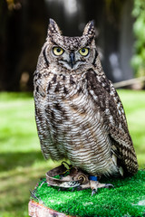 Staring owl
