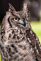 Owl Eyes