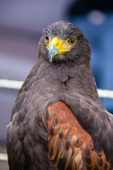 Bird of Prey