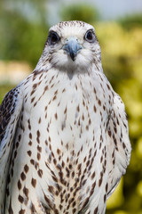 Pretty hawk