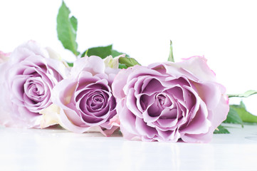 Pastel shade roses