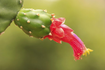 Flower of Prickly pear cactus (Opuntia sp.)
