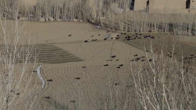 Troupeau de moutons &agrave; Bamyian 01, Afghanistan