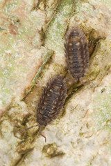 Woodlouses, extreme macro close-up with high magnification