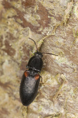 Calambus bipustulatus on wood, macro photo