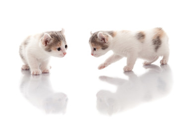 Fototapeta premium Funny Kittens