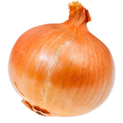 common onion bulb