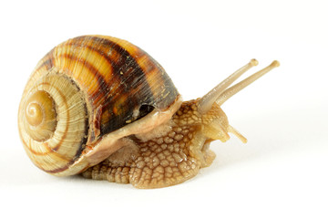Garden Snail in motion on white background