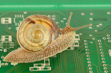 Garden Snail in motion on circuit board