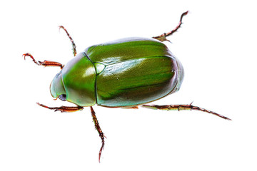 Green beetle