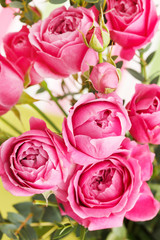 pink roses