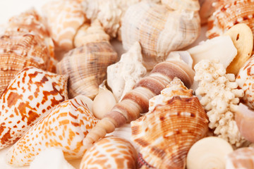 Obraz na płótnie Canvas sea shells background
