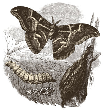 Papillon Bombyx