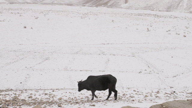 Vache sous la neige, Afghanistan
