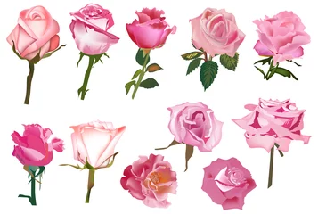 Muurstickers Rozen elf roze geïsoleerde rozen