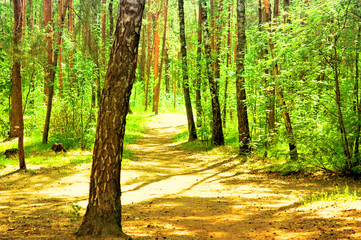 Park summer landscape © unclepodger
