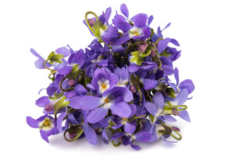Naklejka premium violet flower isolated