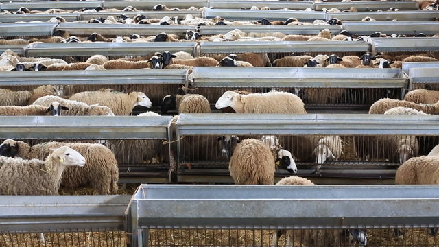 Flock of sheep