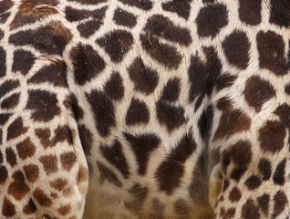 giraffe